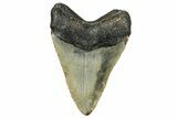 Bargain, Fossil Megalodon Tooth - North Carolina #351730-2